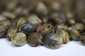 Worldofseeds is a international marijuana seeds bank and distributor. Feminized 12 12 Photoperiod Random Variety 10 Pack New Holland Seed Bank