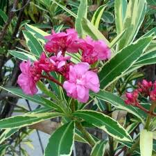 We did not find results for: Nerium Oleander Yougardener