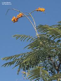 Image result for Colvillea