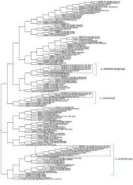 The mesophilic group were represented by lactococcus lactis subsp from a technological point of view, the camel milk can be used as a source of new starters in the development of the industrial manufacture of these strains. Isolation And Characterization Of Vaginal Lactobacillus Spp In Dromedary Camels Camelus Dromedarius In Vitro Evaluation Of Probiotic Potential Of Selected Isolates Peerj