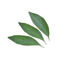 Image result for Rhinacanthus zambesiacus