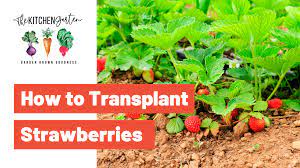 We did not find results for: How To Transplant Strawberry Plants The Kitchen Garten