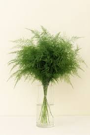 Image result for Asparagus buchananii