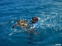 Meet the Hawaiian Hawksbills (Eretmochelys imbricata): HIhawksbills.org