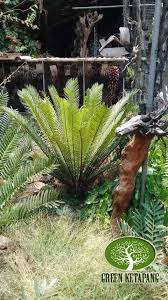 Silahkan simak ulasan detailnya dibawah ini. Jual Pohon Ence Harga Tanaman Hias Encephalartos Terbaru 2019