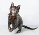 Lykoi Cat Breed Information - GoKitty