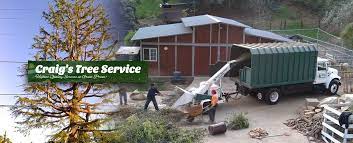 Craig S Tree Service Stump Removal Performs Tree Service In Greeneville Tn