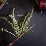 Image result for Terminalia superba