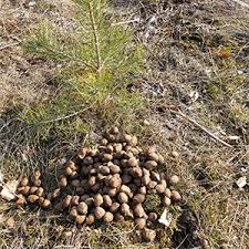 Dovhjort har ofta om sommaren en rödbrun päls med vita prickar, hornen bärs av hanen och har fyra stadier: Svart Att Gissa Bajset Externwebben