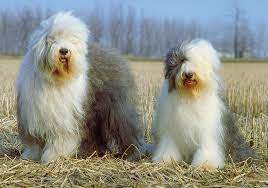 We bred bronte ourselves and still own her mum and also own two cocker spaniels, for the past few months bronte is becoming very aggressive with our other dogs and has left some nasty puncture wounds on the smaller dogs. Old English Sheepdog Breeds