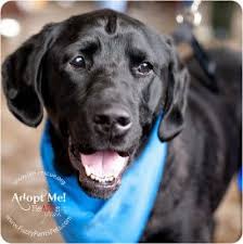Posted on september 5, 2020 by. This Is Bud A 5 Year Old Lab Rescue Of The Lrcp Lab Looking For His Forever Home Dog Adoption Lab Puppy Black Labrador Retriever