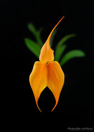 Image result for Harveya huillensis