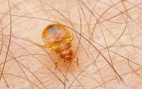 The pest control services we provide to deal with your problems include Bed Bug Identification Prevention Guide Bed Bugs In Georgia Sc