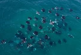 Diving In Baa Atoll