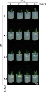 Check spelling or type a new query. Effects Of Light Intensity And Plant Growth Regulators On Callus Proliferation And Shoot Regeneration In The Ornamental Succulent Haworthia Botanical Studies Full Text