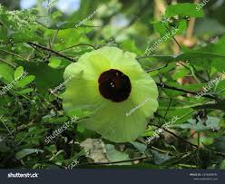 Image result for Hibiscus surattensis