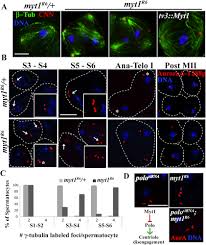 Yen derives from the japanese word 圓 (えん, en, ; Myt1 Inhibition Of Cyclin A Cdk1 Is Essential For Fusome Integrity And Premeiotic Centriole Engagement In Drosophila Spermatocytes Molecular Biology Of The Cell