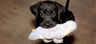 3 Facons D Empecher Un Chiot De Mordiller Chiot Dresser Un Chien Education Chiot