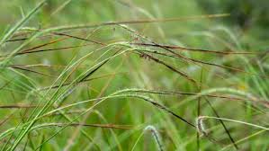 Image result for Heteropogon