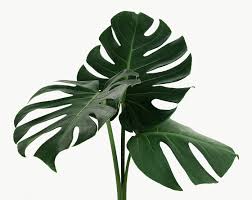 Download Premium Png Of Split Leaf Philodendron Monstera Plant Element Plant Leaves Monstera Philodendron