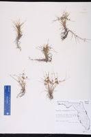 Image result for Cyperus cuspidatus