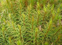 Jenis Lumut Dan Gambarnya Bibitbunga Com