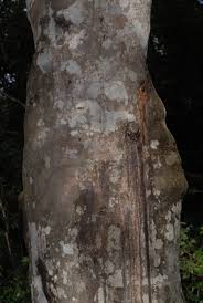 Image result for Strychnos henningsii