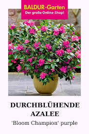 Durchbluhende Azalee Bloom Champion Purple Baldur Garten In 2020 Pflanzen Bienenfreundliche Pflanzen Straucher Pflanzen