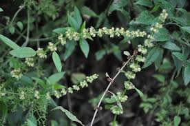Image result for Rumex nepalensis