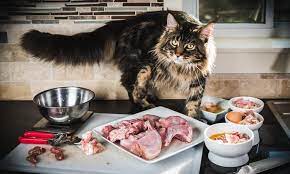 Padahal jenis kucing satu ini menjadi favorit banyak orang sebagai hewan peliharaan loh. 12 Makanan Kucing Maine Coon Dewasa Kitten Terbaik 2021