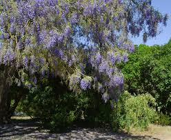 Image result for Bolusanthus