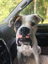 Boxer dogs and puppies available for adoption near new carrollton, cheverly, and laurel! Q5brm09ny3h Lm