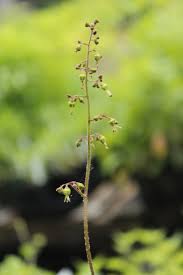 Image result for heuchera americana