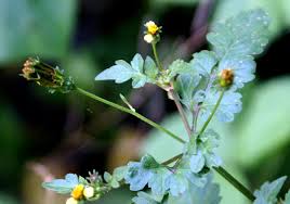 Image result for Bidens biternata