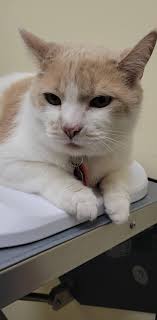 13 year old male, neutered, all shots, not friendly to other cats and dogs  or young kids, never been outside(instincts don't just kick in), does not  scratch furnishings or door frames, loves