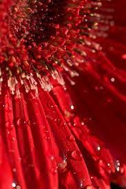 Pin By Linda Cordell On Jardin Secreto Red Flowers Red Color Simply Red