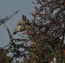 Image result for Monotes glaber