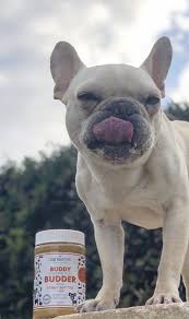 buddy budder peanut budder 4 dogs dog treats healthy dog treats dog food bark bistro house training dogs dog training collar dog training techniques