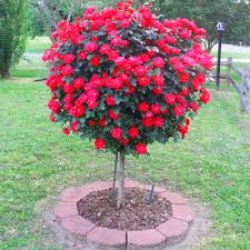 We did not find results for: 5g Knockout Rose Tree Walmart Com Walmart Com