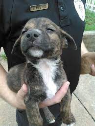 Petharbor Com Animal Shelter Adopt A Pet Dogs Cats Puppies Kittens Humane Society Spca Lost Found Animal Shelter Animals Humane Society