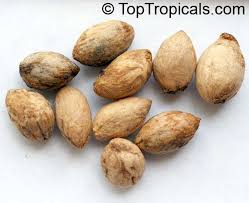 Image result for Elaeodendron