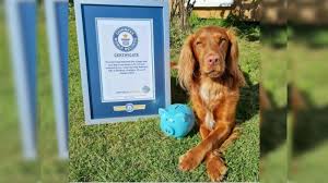 Talented Dog Ka Video, Guinness World ...