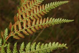 Image result for Dennstaedtiaceae