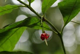 Image result for Massularia