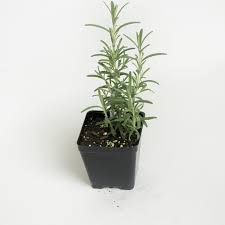 Rosemary Arp Plants For Sale Rosmarinus Officinalis The Growers Exchange