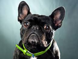 Fan page for frenchie enthusiasts who own, love, want, or admire frenchies. 9 Things To Know Before Getting A French Bulldog Puppy