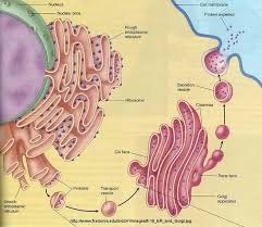 Ribosomes are absent on the surface of ser that is why smooth endoplasmic reticulum performs the function of the synthesis of lipids. What Does Smooth Endoplasmic Reticulum Do In Cells Quora