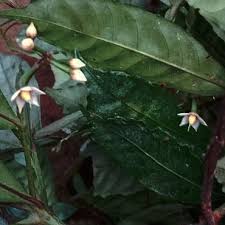 Image result for Ardisia staudtii