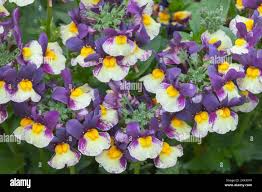 Image result for Nemesia lilacina