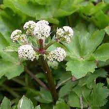 Image result for Sanicula elata